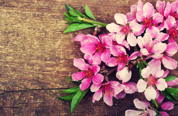 Ahşap üzerine bahar çiçekleri — Stok fotoğraf