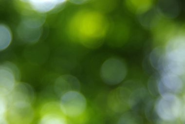 yeşil arka plan bulanık