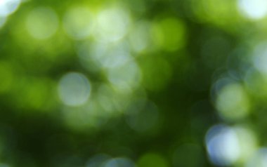 yeşil arka plan bulanık