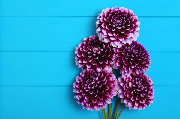 Flores em pranchas de madeira pintadas de azul . — Fotografia de Stock
