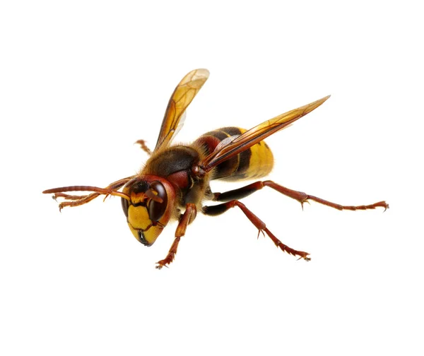 Beyaz izole hornet — Stok fotoğraf