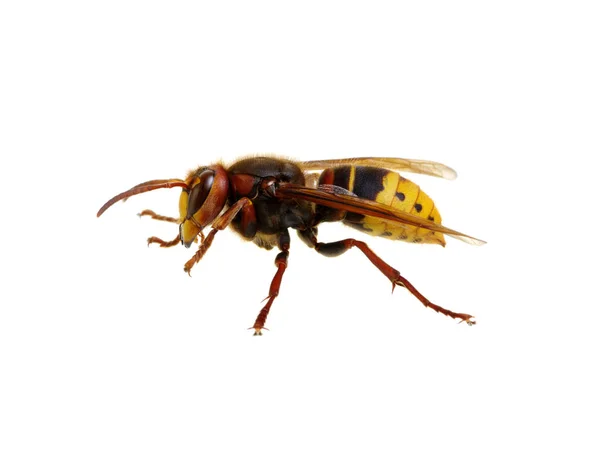 Hornet isolerad på vit — Stockfoto