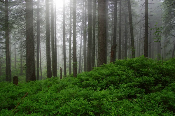 Árvores na floresta — Fotografia de Stock