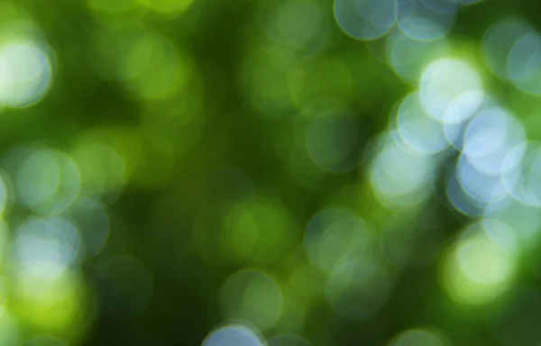 Grüner verschwommener Hintergrund — Stockfoto