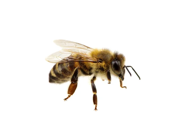 Bee on the white — Stock Photo, Image