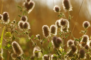 Yaz çiçeklenme çimen 