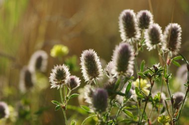 Yaz çiçeklenme çimen 
