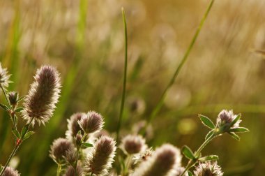 Yaz çiçeklenme çimen 