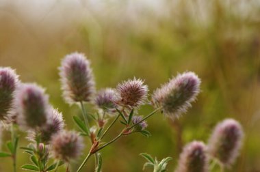 Yaz çiçeklenme çimen 