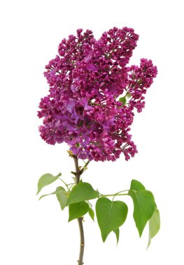 Çiçekli leylak dalı