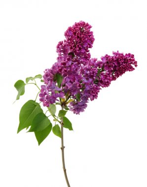 Leylak çiçeği üzerinde beyaz izole 