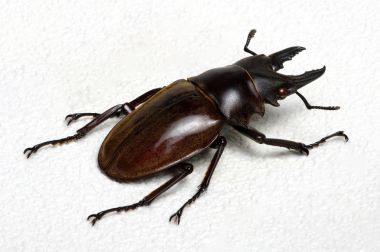 Stag beetle üzerinde beyaz izole