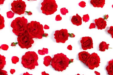 beyaz üzerine kırmızı gül