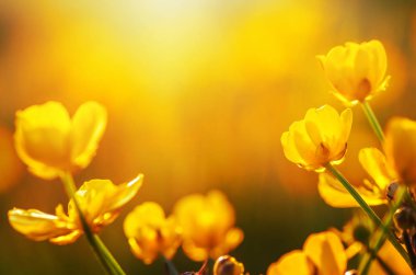 Bahar Çiçekleri Tarlası 