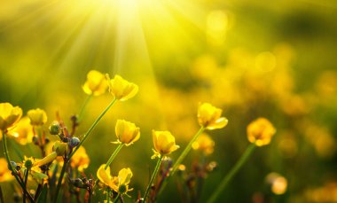 Bahar Çiçekleri Tarlası 