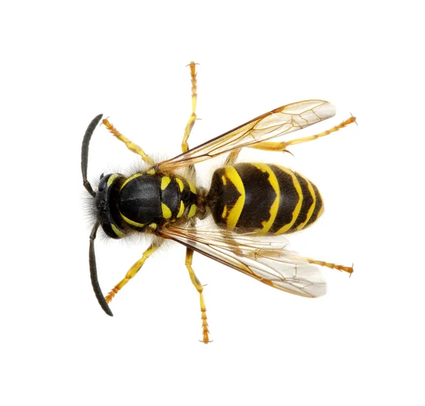 Eşek arısı beyaz üzerine izole — Stok fotoğraf