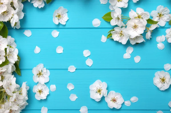 Spring blossom on blue wood — Stock Photo, Image