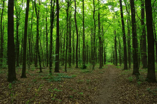 Bäume im grünen Wald — Stockfoto