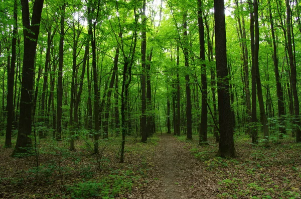 Árboles en bosque verde — Foto de Stock