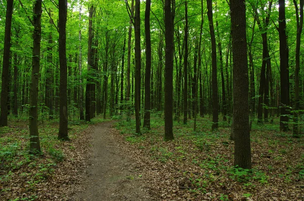 Bomen in groen bos — Stockfoto