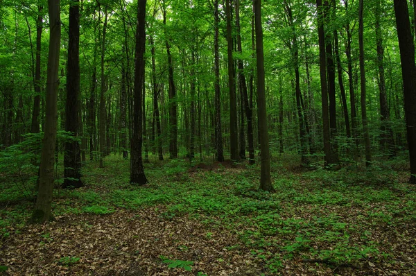 Trees in green forest 