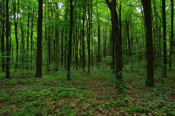 Träd i grön skog — Stockfoto