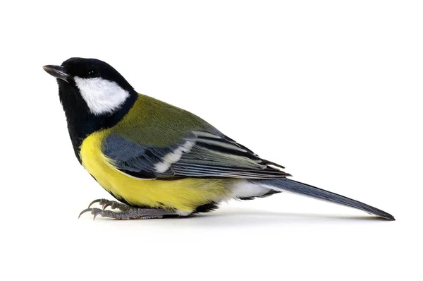 Kohlmeise, parus major — Stockfoto