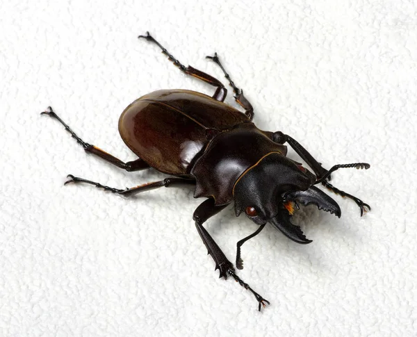 Stag beetle üzerinde beyaz izole — Stok fotoğraf