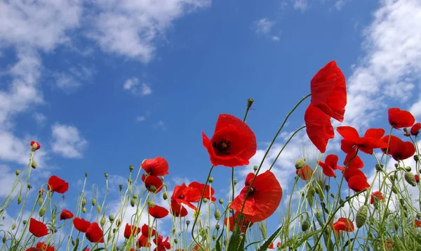 Rode papaver op het veld — Stockfoto