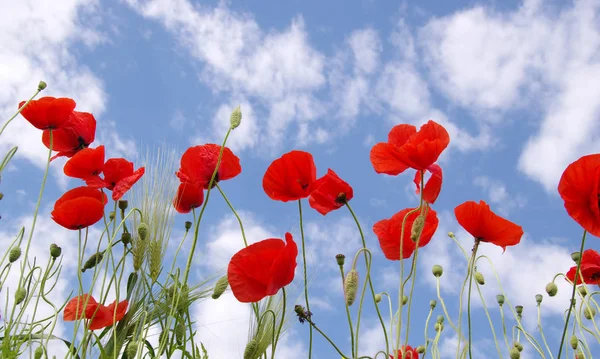 Rode papaver op het veld — Stockfoto