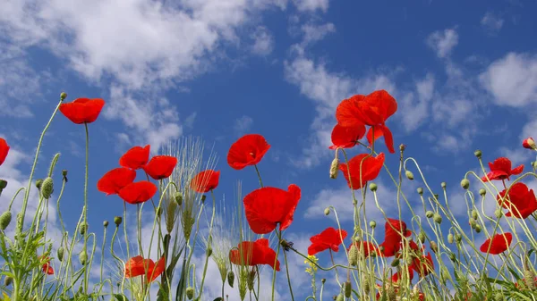 Rode papaver op het veld — Stockfoto