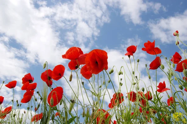 Amapolas rojas en el campo — Foto de Stock