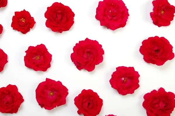 Rose rosse su bianco — Foto Stock