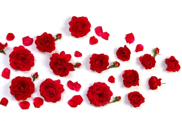 Red roses on white — Stock Photo, Image