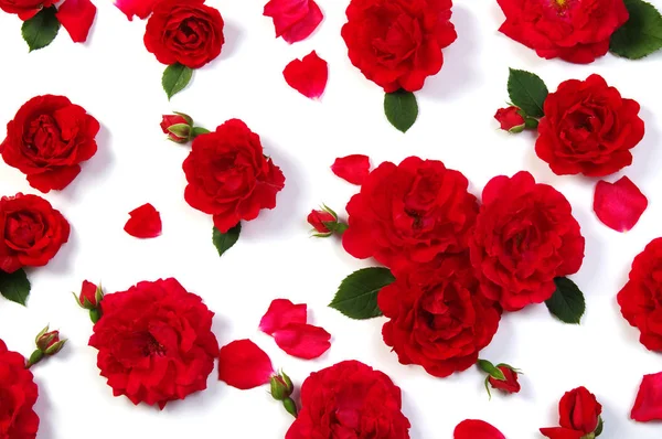 Red roses on white — Stock Photo, Image