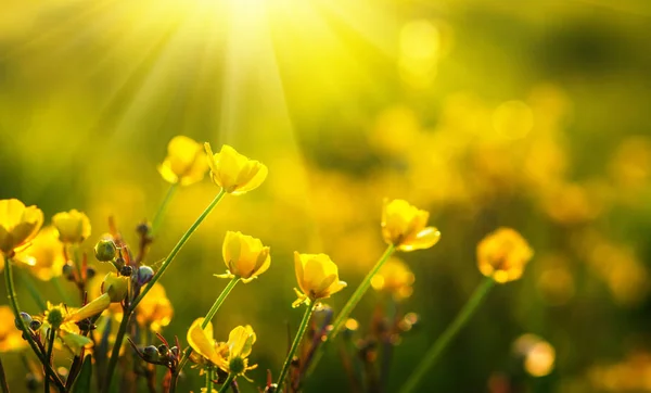 Veld van voorjaarsbloemen — Stockfoto