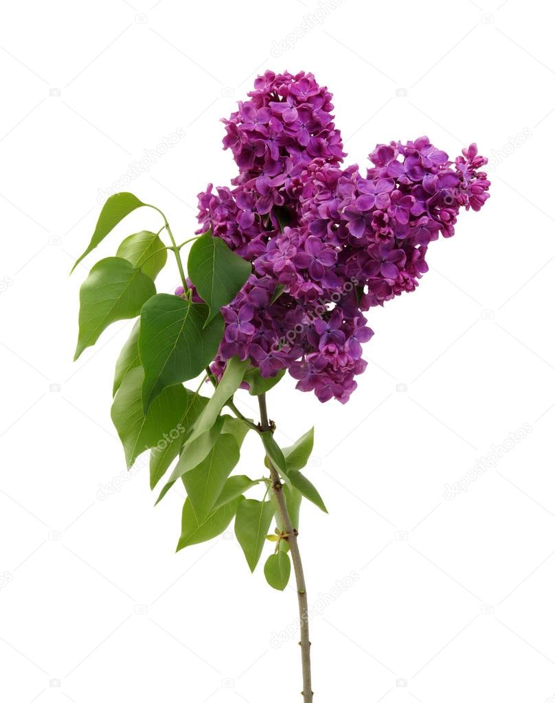 Lilac flower isolated on white 