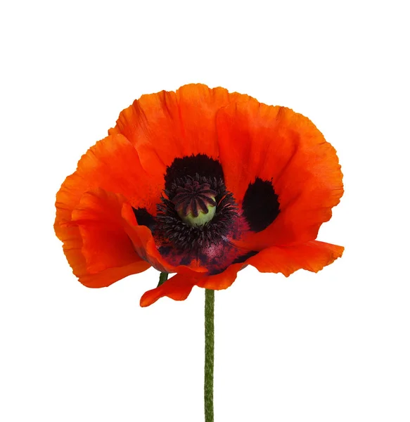 Ein roter Mohn isoliert auf weiß — Stockfoto