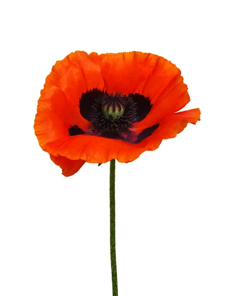 One red poppy isolated on white — Stock Photo, Image