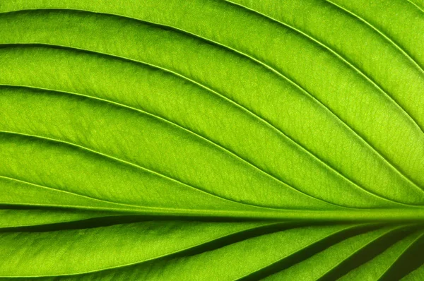 Textura de hoja verde — Foto de Stock