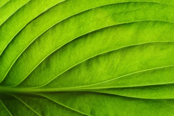 Textura de folha verde — Fotografia de Stock