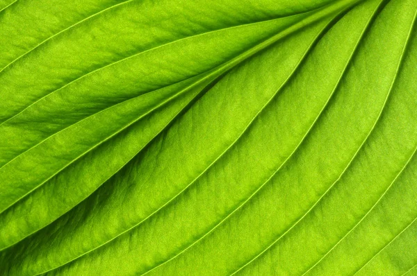Зеленая текстура — стоковое фото