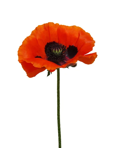 Un coquelicot rouge isolé sur blanc — Photo