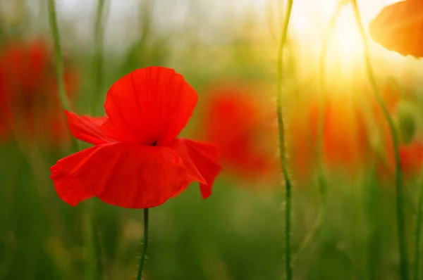 Wild poppy bloem op veld — Stockfoto