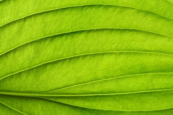 Textura de hoja verde — Foto de Stock