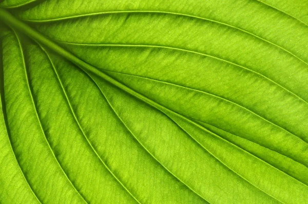 Green leaf texture — Stock Photo, Image