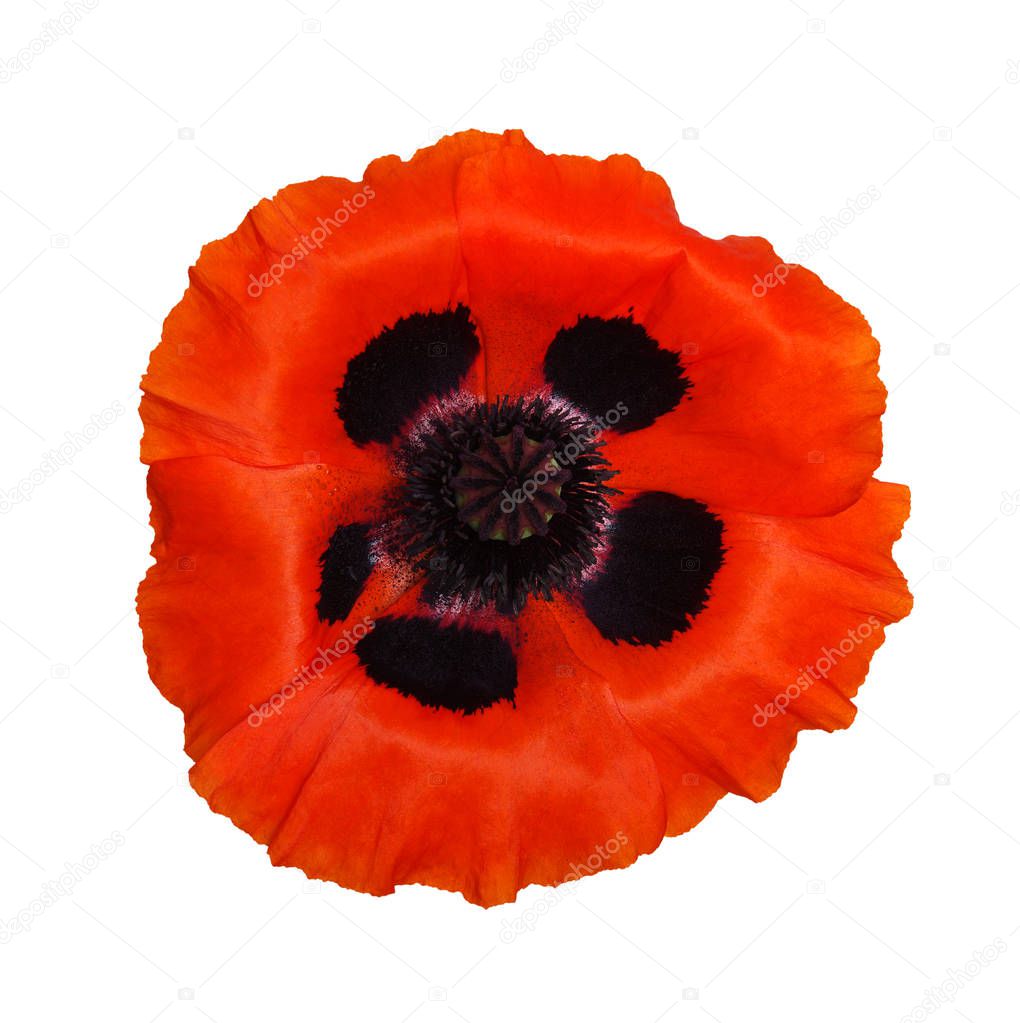 One red poppy isolated on white 
