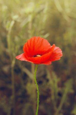 alan üzerinde vahşi haşhaş çiçek 