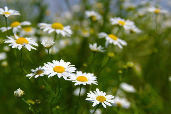 Gebied van madeliefjes — Stockfoto