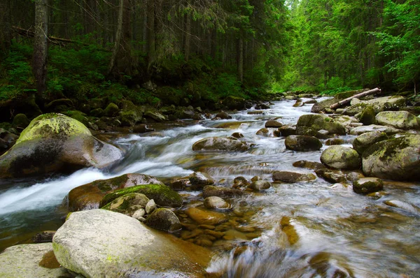 Yeşil ormandaki nehir dağ